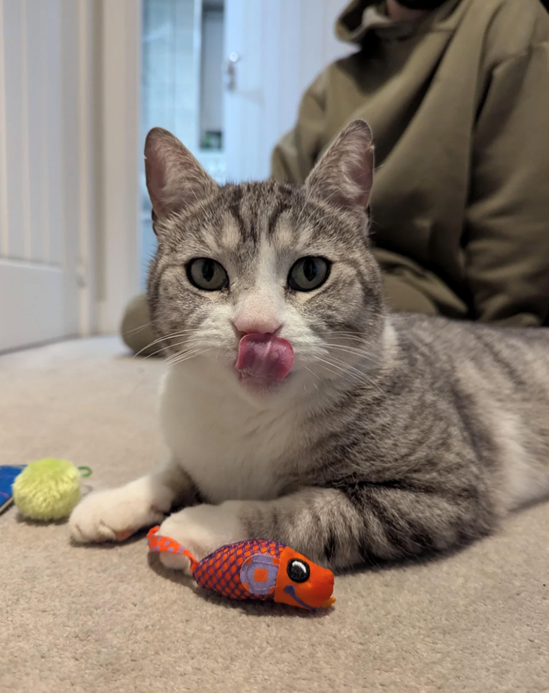 Cheezburger Image 10620260352