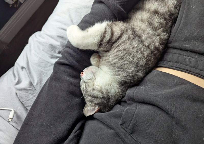 Cheezburger Image 10620260608