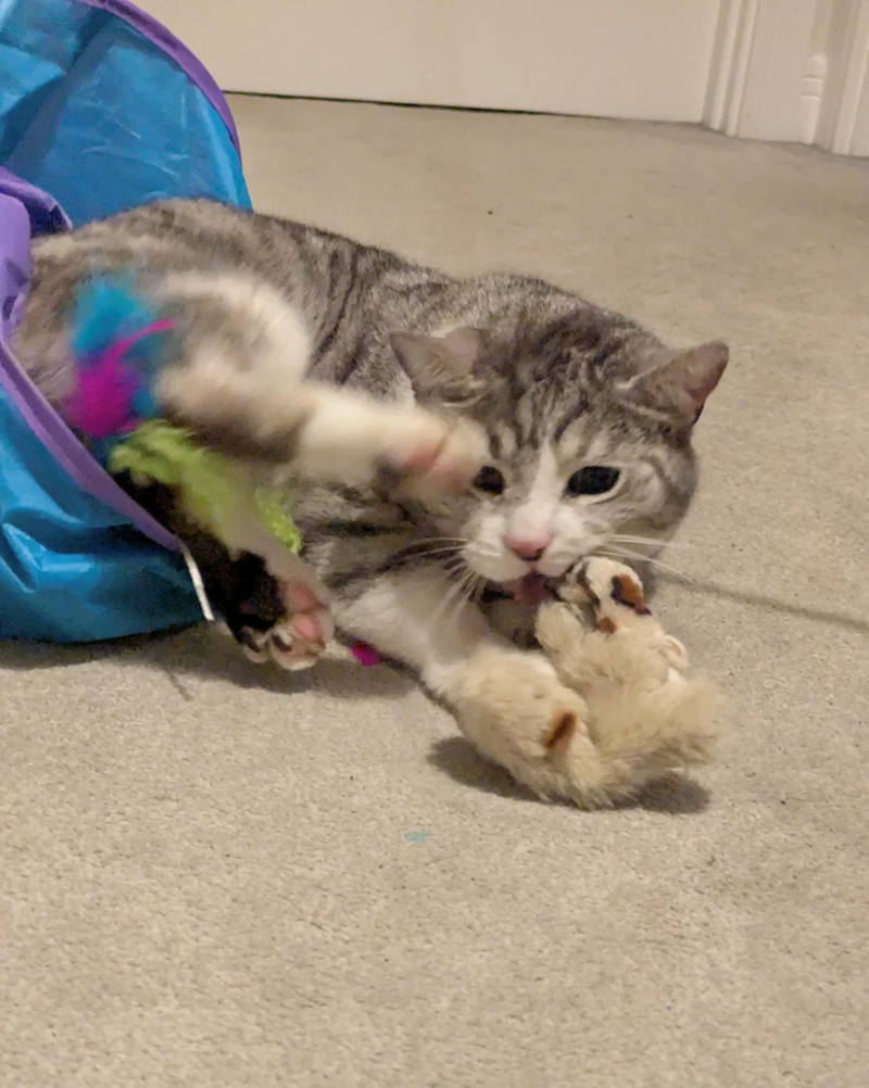 Cheezburger Image 10620260864