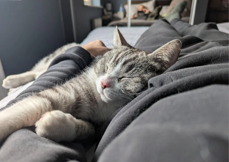 Cheezburger Image 10620261120