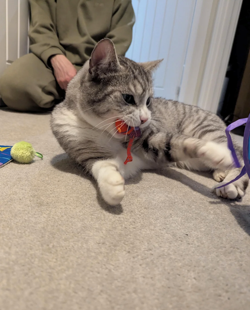 Cheezburger Image 10620261376