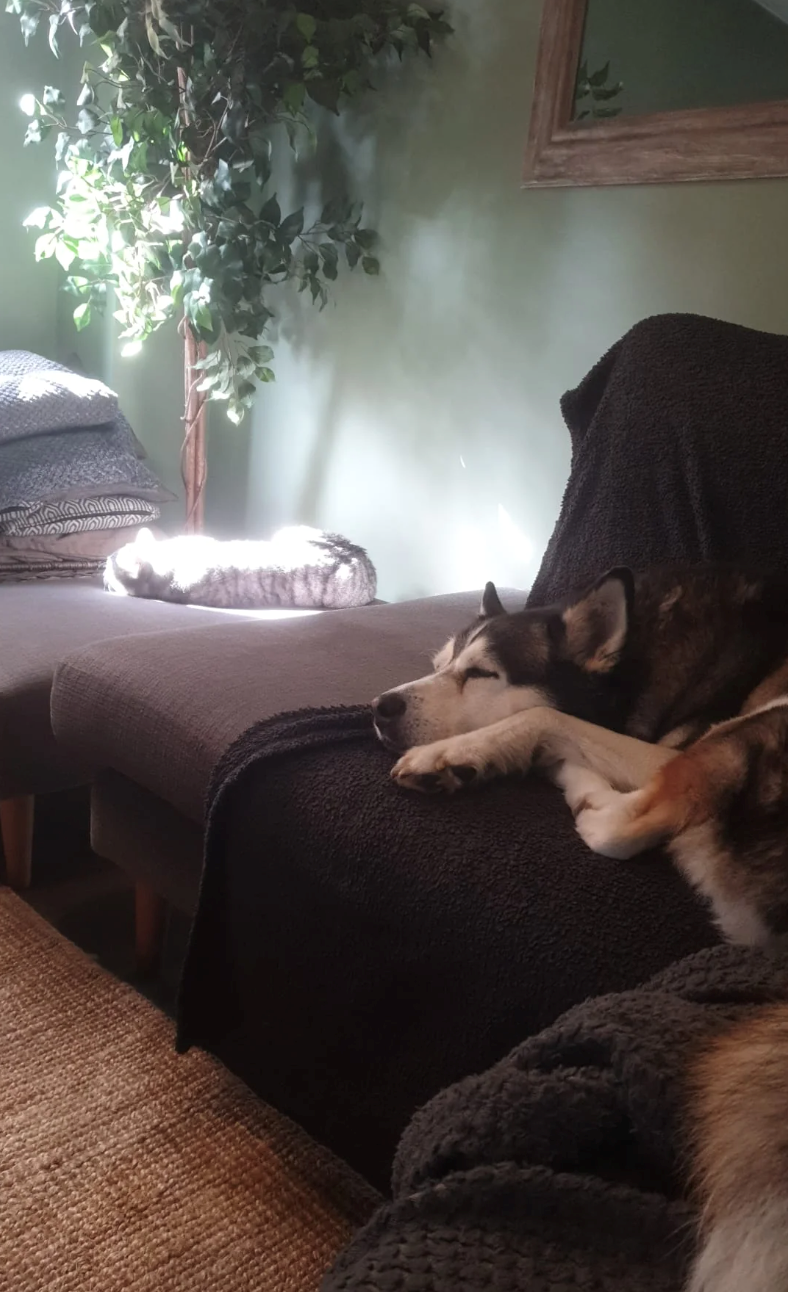 Cheezburger Image 10620261632