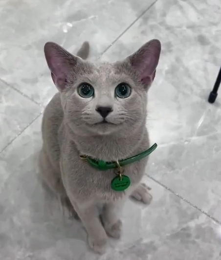 Cheezburger Image 10620268544