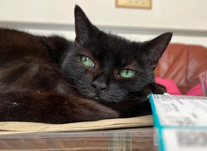 Cheezburger Image 10620268800