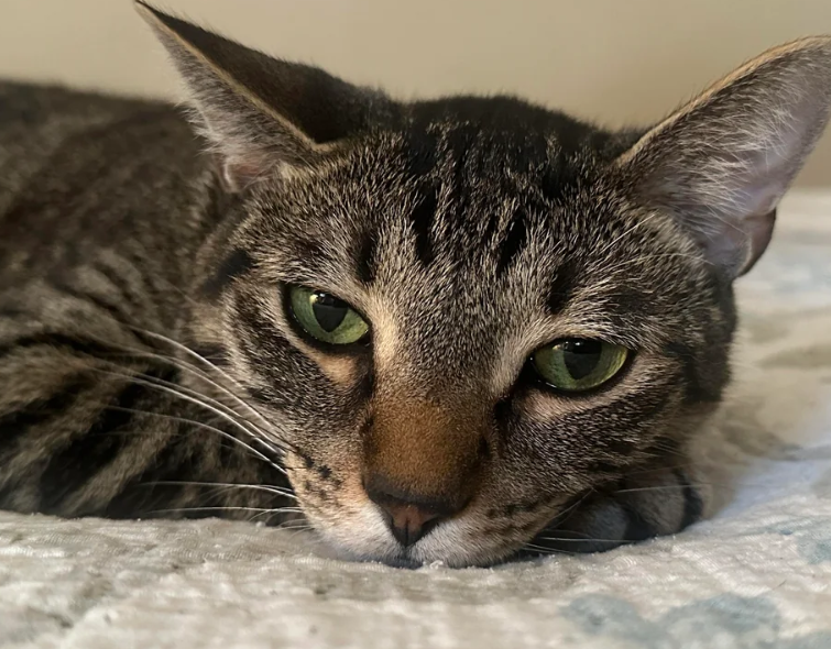 Cheezburger Image 10620269056