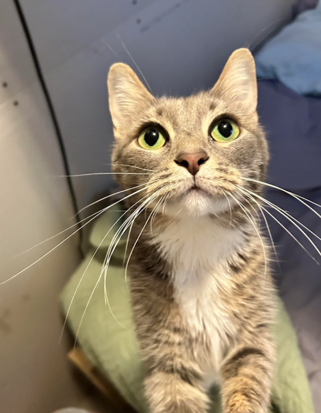 Cheezburger Image 10620269312