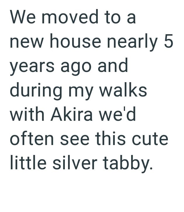 We moved to a new house nearly 5 years ago and during my walks with Akira we'd often see this cute little silver tabby.
