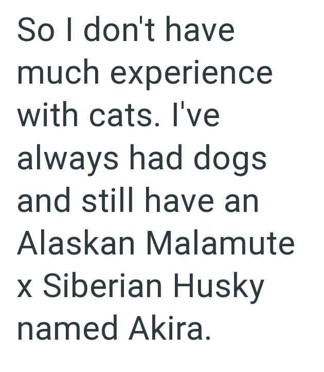 So I don't have much experience with cats. I've always had dogs and still have an Alaskan Malamute x Siberian Husky named Akira.