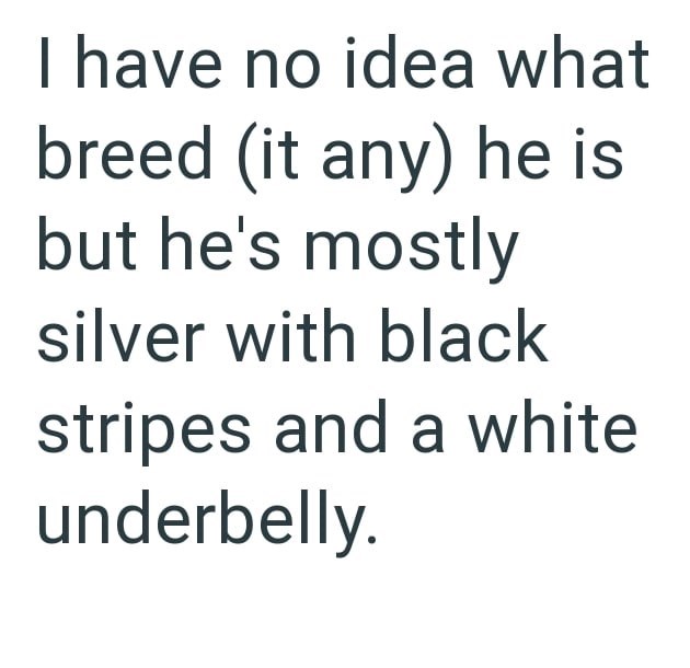 I have no idea what breed (it any) he is but he's mostly silver with black stripes and a white underbelly.