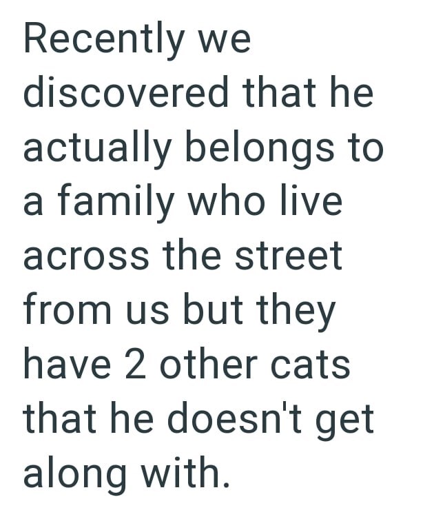 Recently we discovered that he actually belongs to a family who live across the street from us but they have 2 other cats that he doesn't get along with.