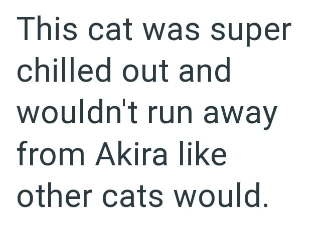 This cat was super chilled out and wouldn't run away from Akira like other cats would.