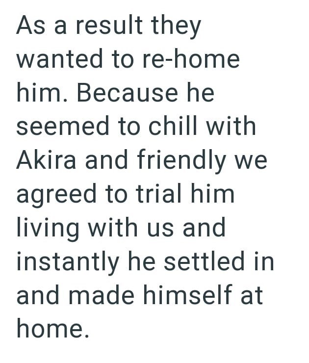 As a result they wanted to re-home him. Because he seemed to chill with Akira and friendly we agreed to trial him living with us and instantly he settled in and made himself at home.