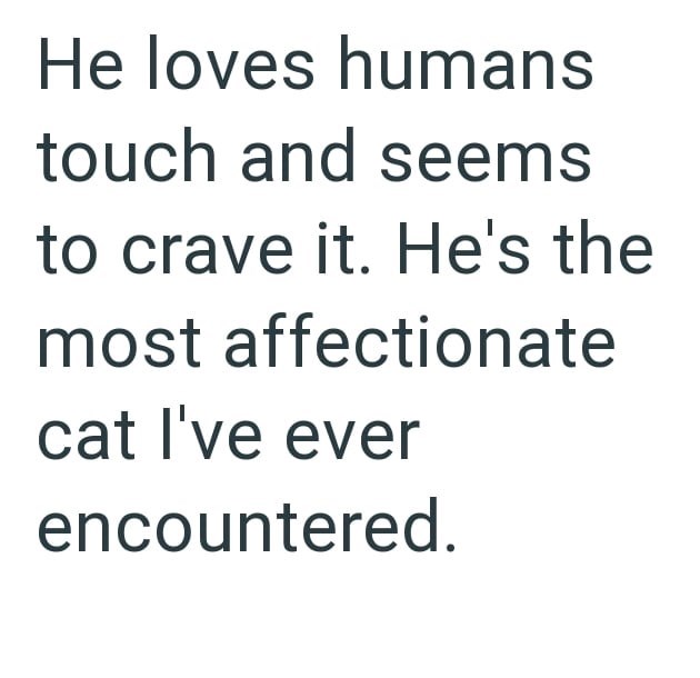 He loves humans touch and seems to crave it. He's the most affectionate cat I've ever encountered.