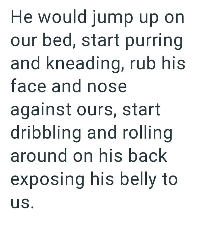 He would jump up on our bed, start purring and kneading, rub his face and nose against ours, start dribbling and rolling around on his back exposing his belly to us.