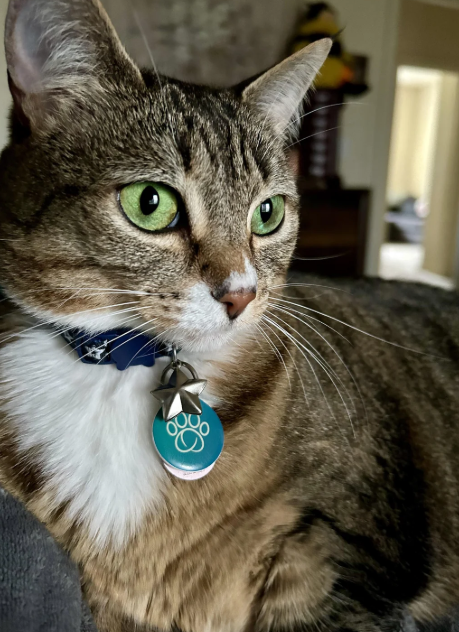 Cheezburger Image 10620273664