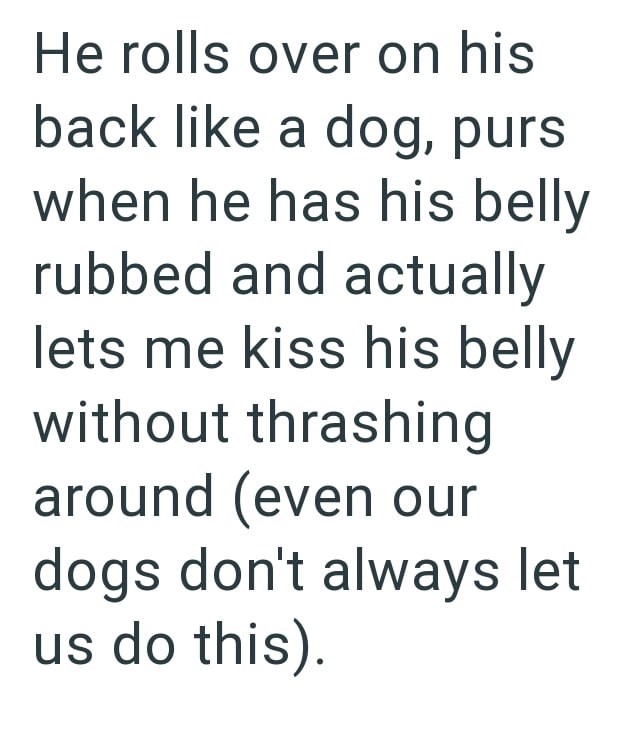 He rolls over on his back like a dog, purs when he has his belly rubbed and actually lets me kiss his belly without thrashing around (even our dogs don't always let us do this).