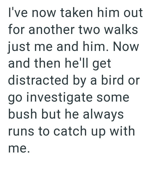 I've now taken him out for another two walks just me and him. Now and then he'll get distracted by a bird or go investigate some bush but he always runs to catch up with me.