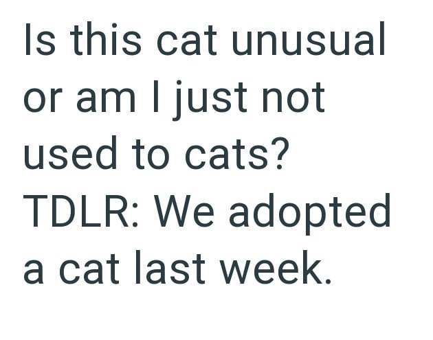Is this cat unusual or am I just not used to cats? TDLR: We adopted a cat last week.