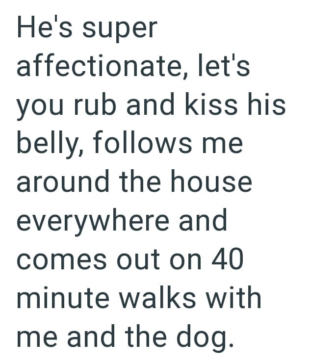 He's super affectionate, let's you rub and kiss his belly, follows me around the house everywhere and comes out on 40 minute walks with me and the dog.