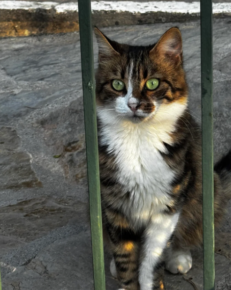 Cheezburger Image 10620277504