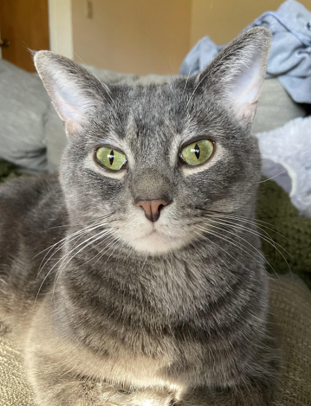 Cheezburger Image 10620277760