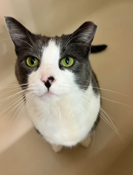 Cheezburger Image 10620278016