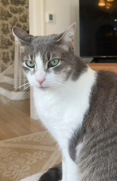 Cheezburger Image 10620278528