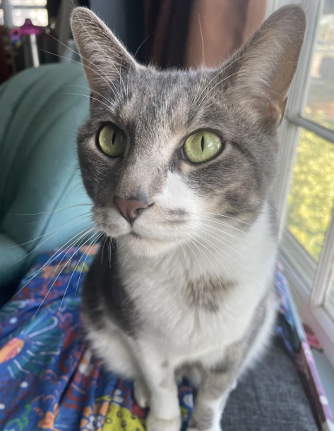 Cheezburger Image 10620278784