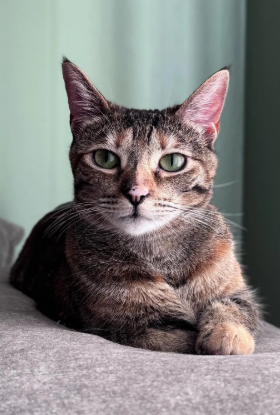 Cheezburger Image 10620279040