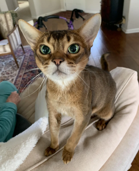 Cheezburger Image 10620279296