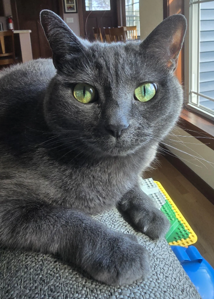 Cheezburger Image 10620279552