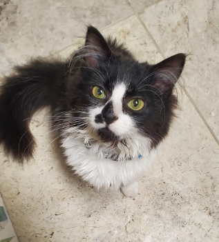 Cheezburger Image 10620279808