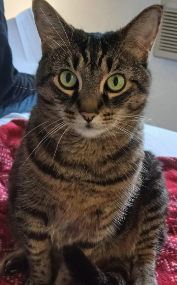 Cheezburger Image 10620280064