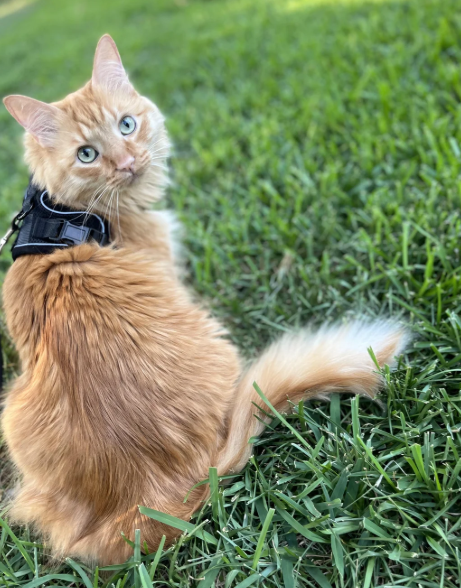 Cheezburger Image 10620280320