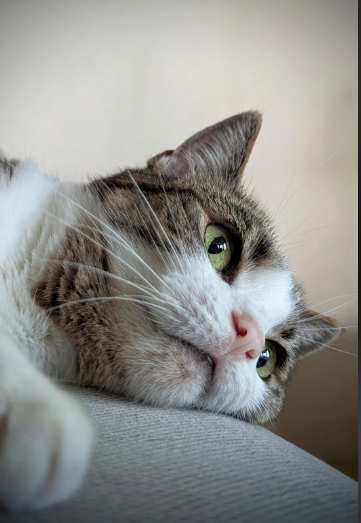 Cheezburger Image 10620287744