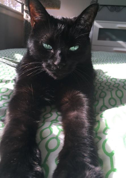 Cheezburger Image 10620288000