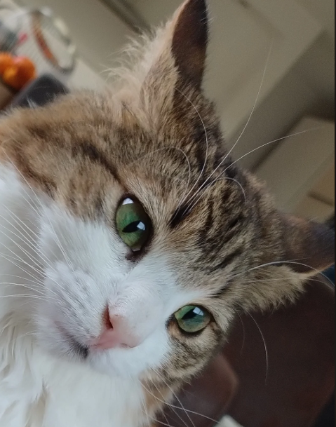 Cheezburger Image 10620288256