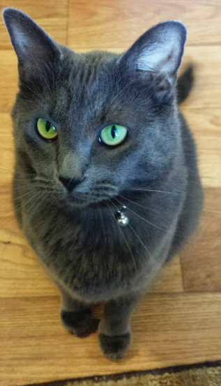 Cheezburger Image 10620288512