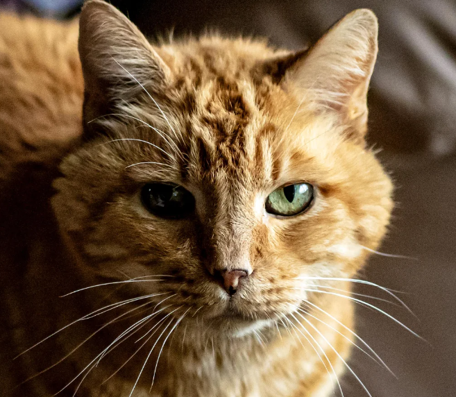 Cheezburger Image 10620288768