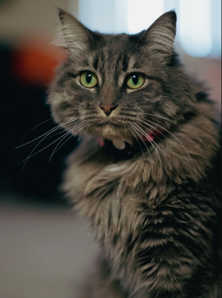 Cheezburger Image 10620289024