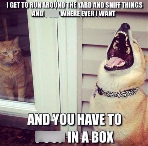 I GET TO RUN AROUND THE YARD AND SNIFF THINGS AND WHERE EVER I WANT AND YOU HAVE TO IN A BOX