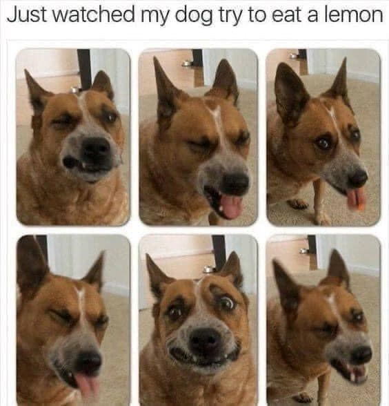 Just watched my dog try to eat a lemon