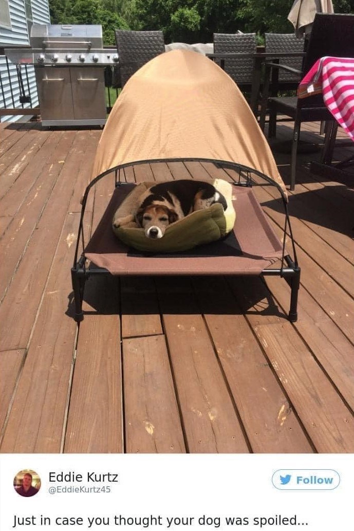 Eddie Kurtz @EddieKurtz45 Follow Just in case you thought your dog was spoiled...