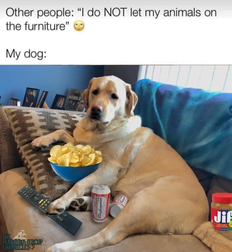 Other people: "I do NOT let my animals on the furniture" My dog: EU THE PEANUT BUNTERCUP CHRONICLES Jif