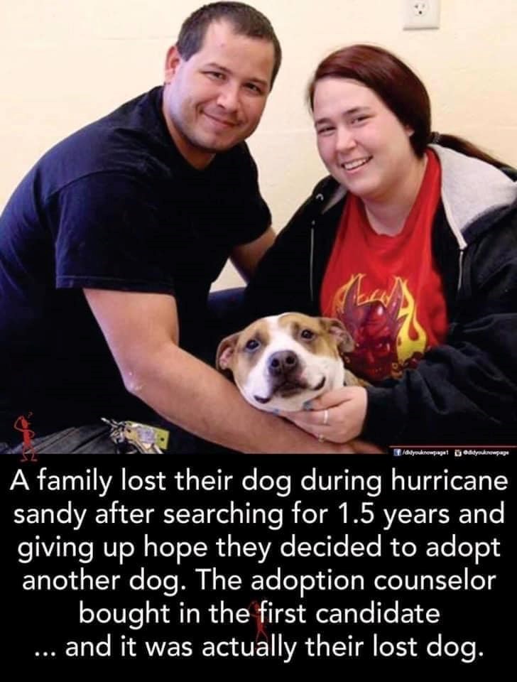 didyouknowpaget dyknowpage A family lost their dog during hurricane sandy after searching for 1.5 years and giving up hope they decided to adopt another dog. The adoption counselor bought in the first candidate ... and it was actually their lost dog.
