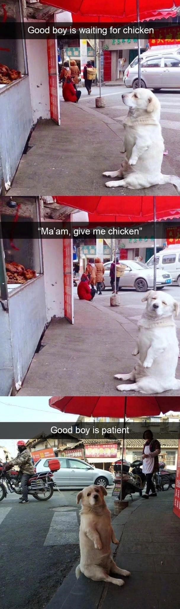 Good boy is waiting for chicken "Ma'am, give me chicken" Good boy is patient