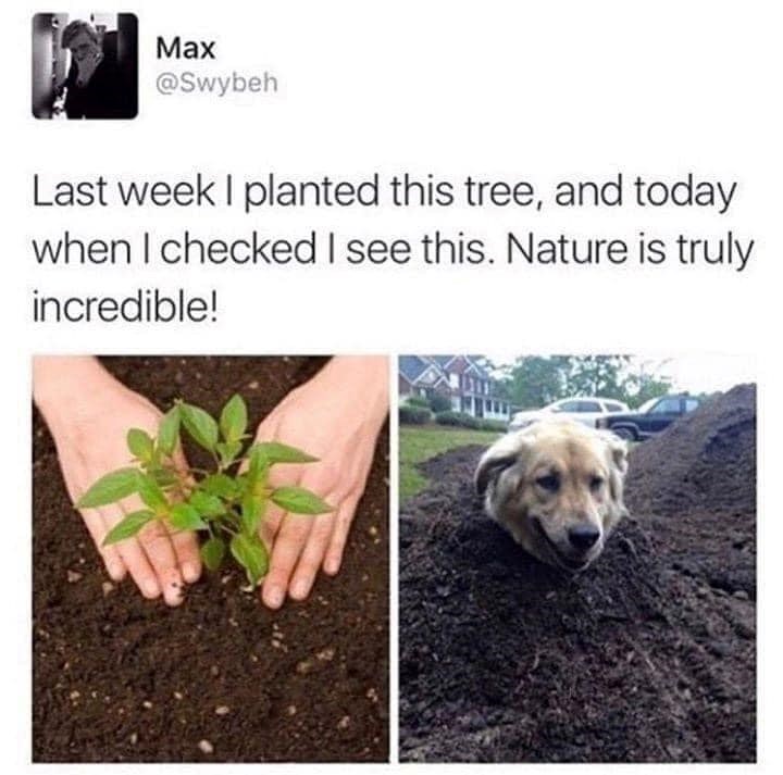 Max @Swybeh Last week I planted this tree, and today when I checked I see this. Nature is truly incredible!