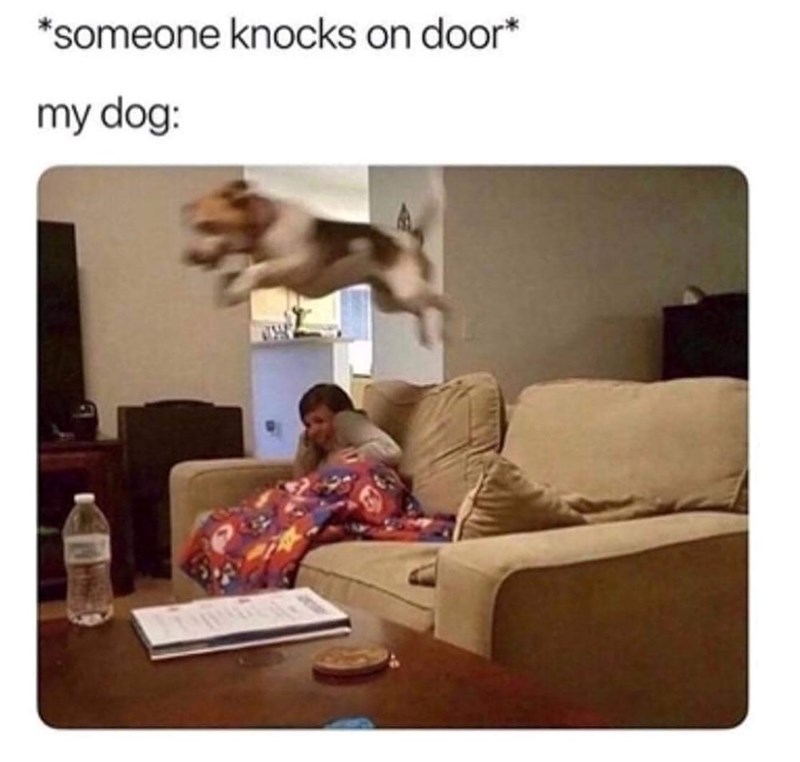 *someone knocks on door* my dog: