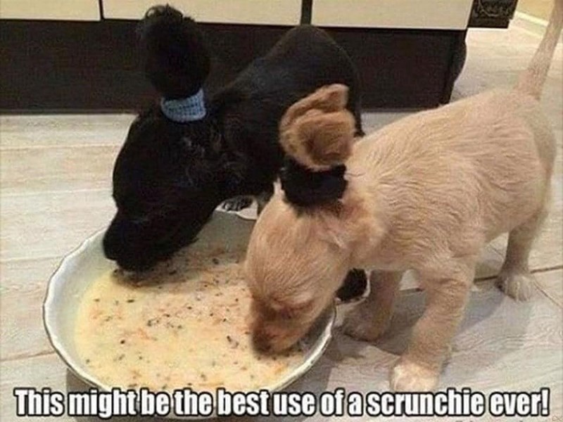 This might be the best use of a scrunchie ever!