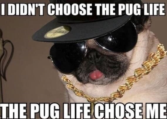 I DIDN'T CHOOSE THE PUG LIFE THE PUG LIFE CHOSE ME